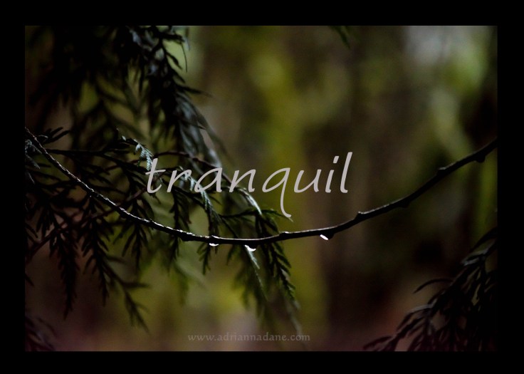 tranquil_24
