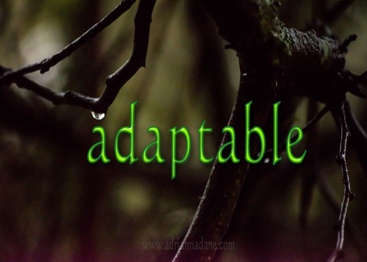 adaptable_43