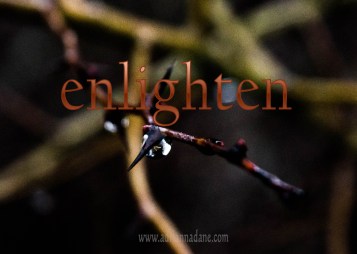 enlighten_56